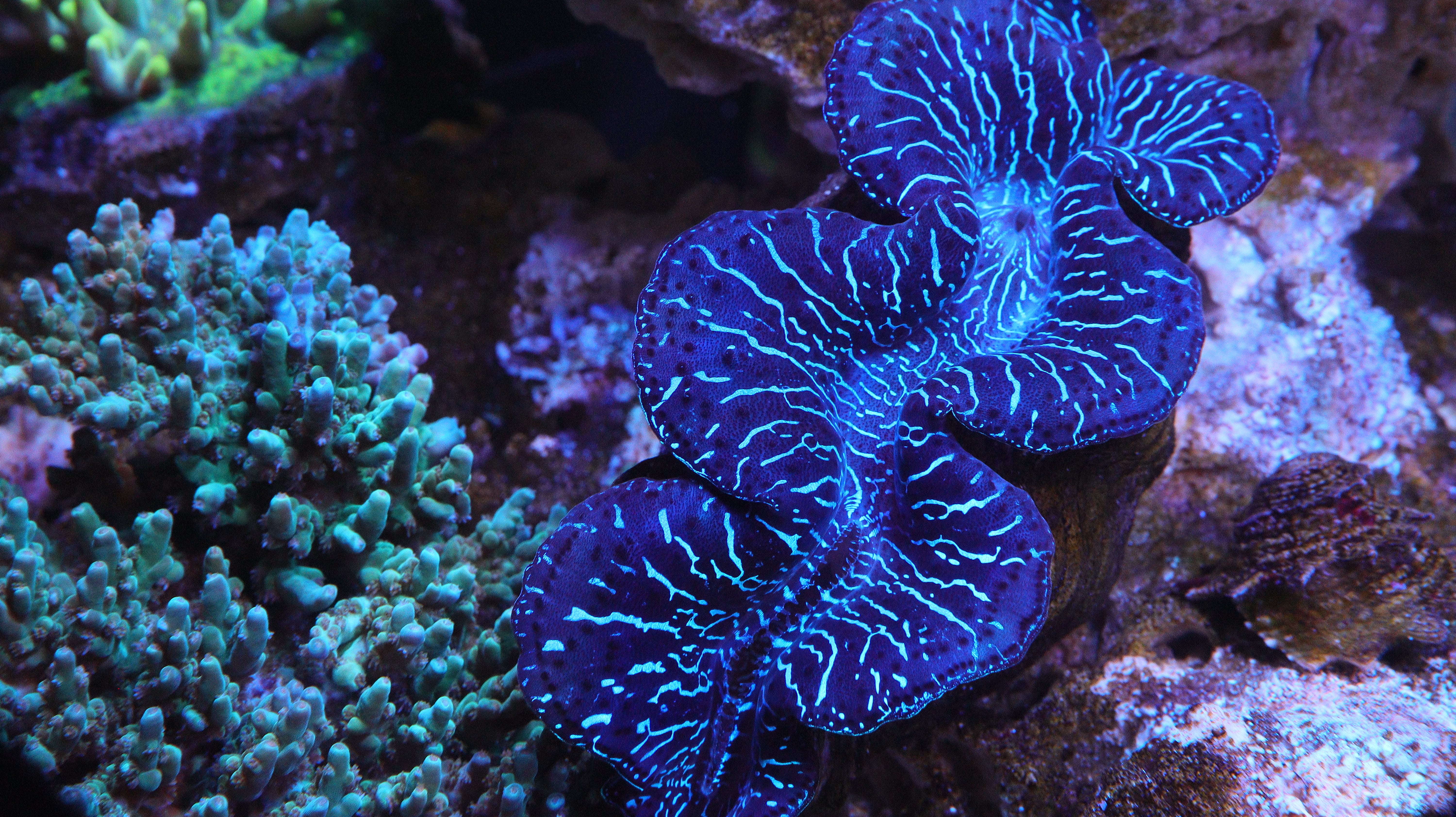 Corals – BlueWater Reef