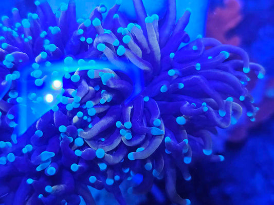 Malaysian King Jester Torch Coral