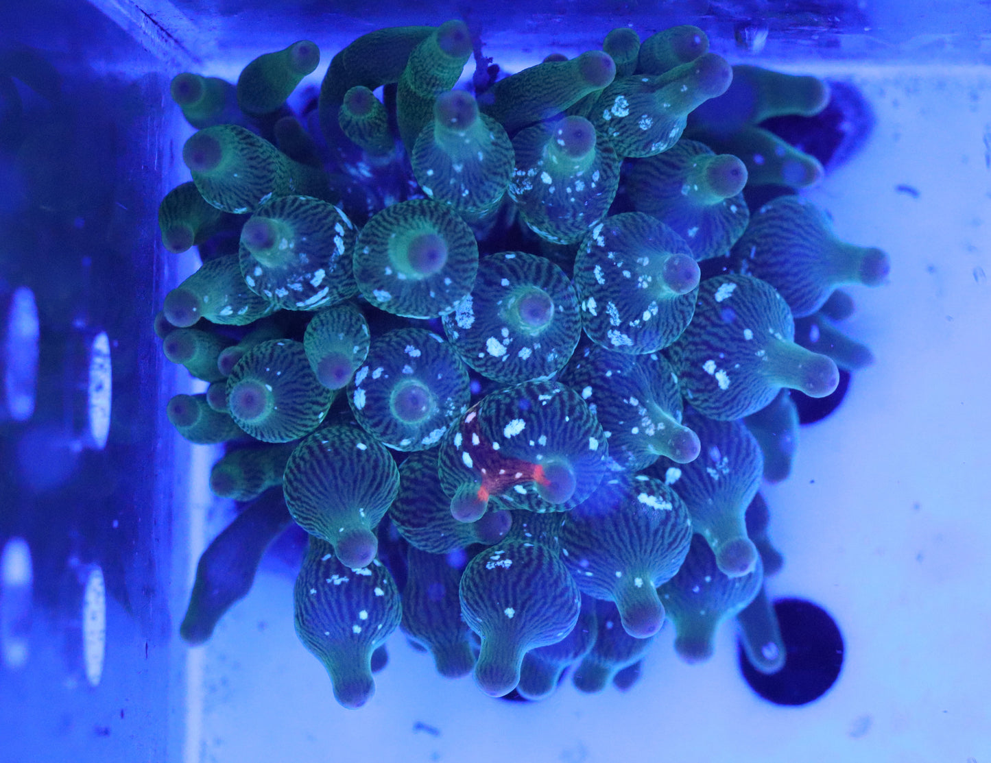 Nexus Burst Bubble Tip Anemone