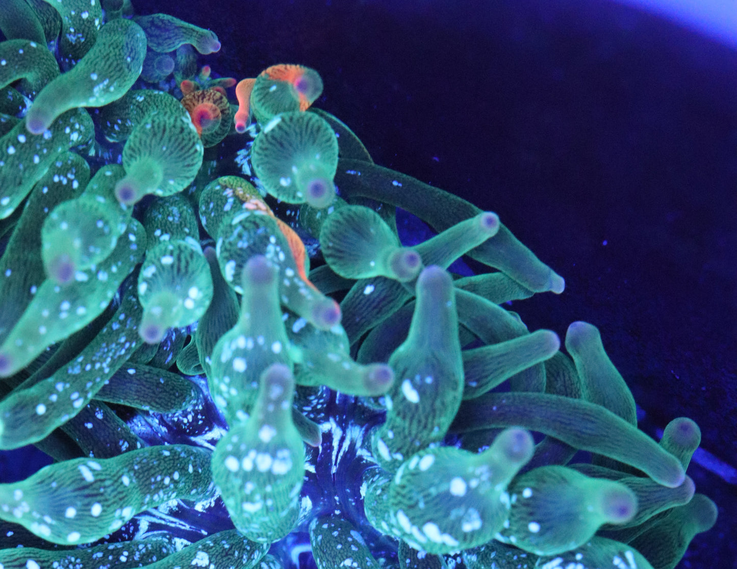 Nexus Burst Bubble Tip Anemone