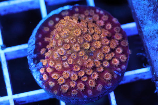 TSA 24k Gold Cyphastrea