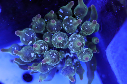 Nexus Joker Bubble Tip Anemone