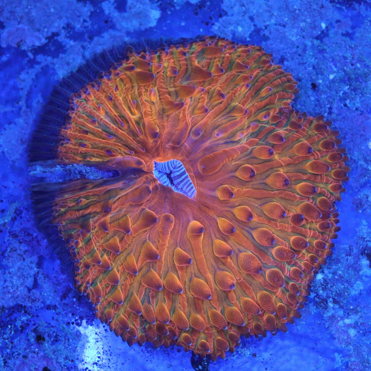 Rainbow Fungia Plate Coral