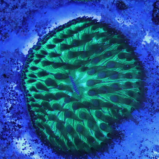 Green Fungia Plate Coral