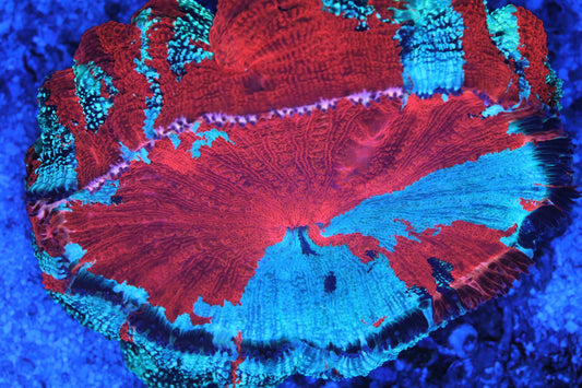 Indo Acanthophyllia