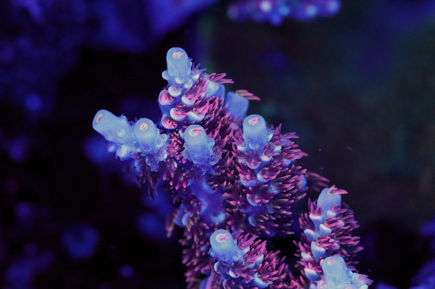 Cherry Bomb Acropora