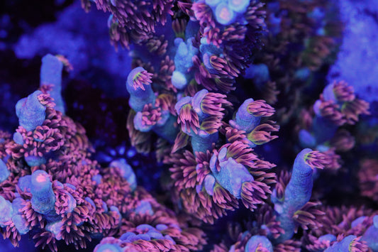 Cherry Bomb Acropora