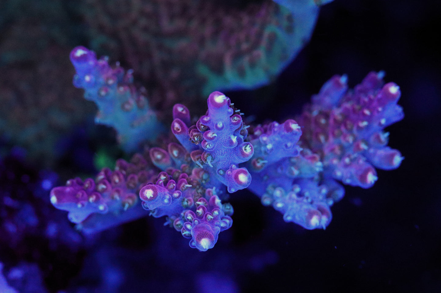 Bubble Bath Unicorn Acropora