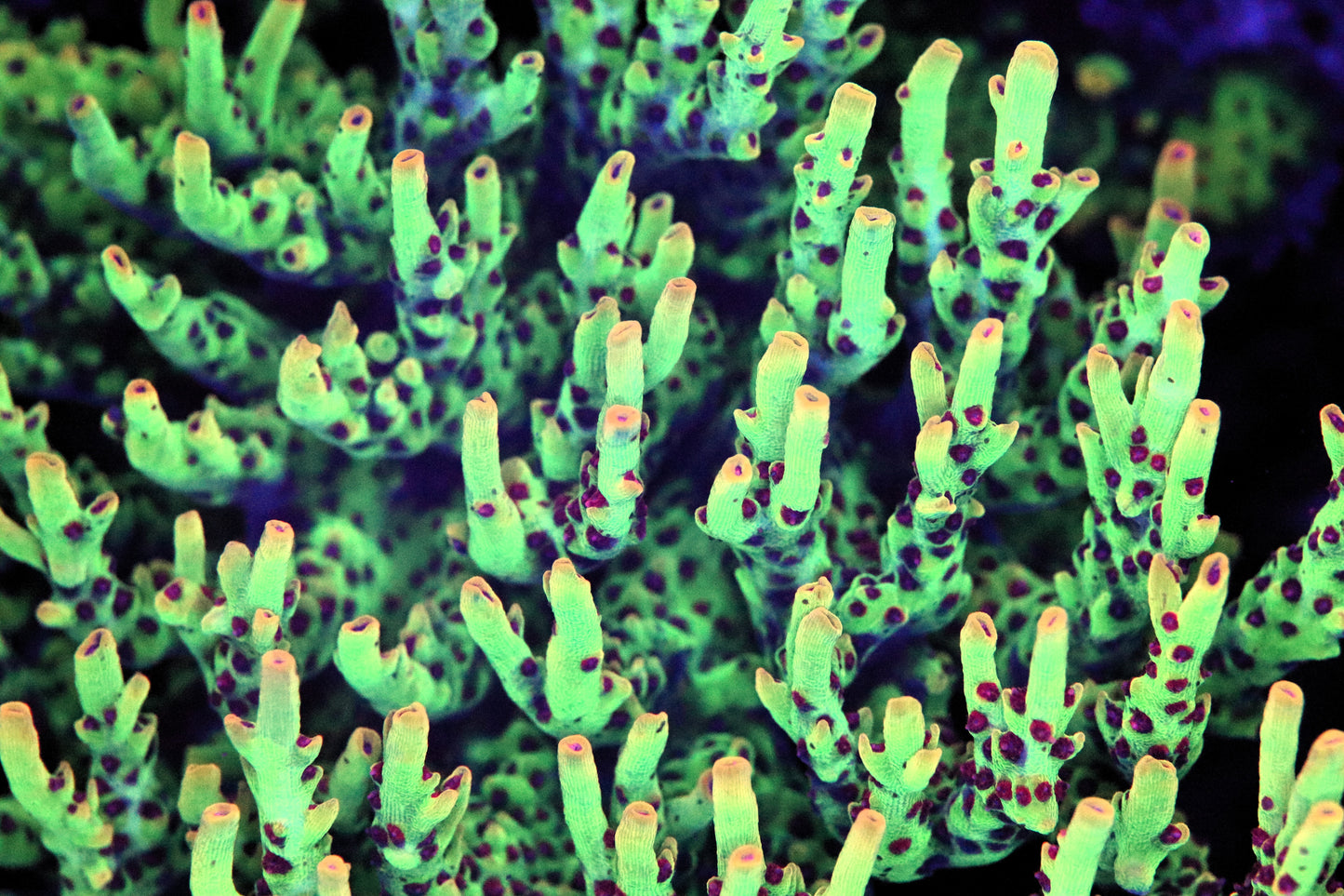 Raspberry Shortcake Acropora