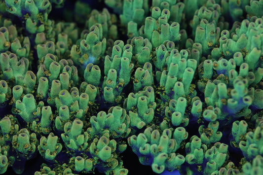 TSA Dan Aykroyd Acropora