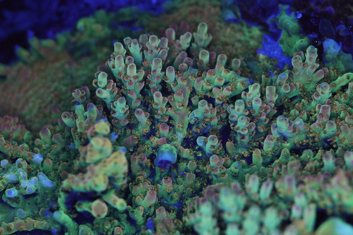 TSA Dan Aykroyd Acropora