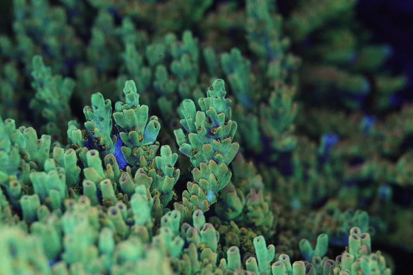 TSA Dan Aykroyd Acropora