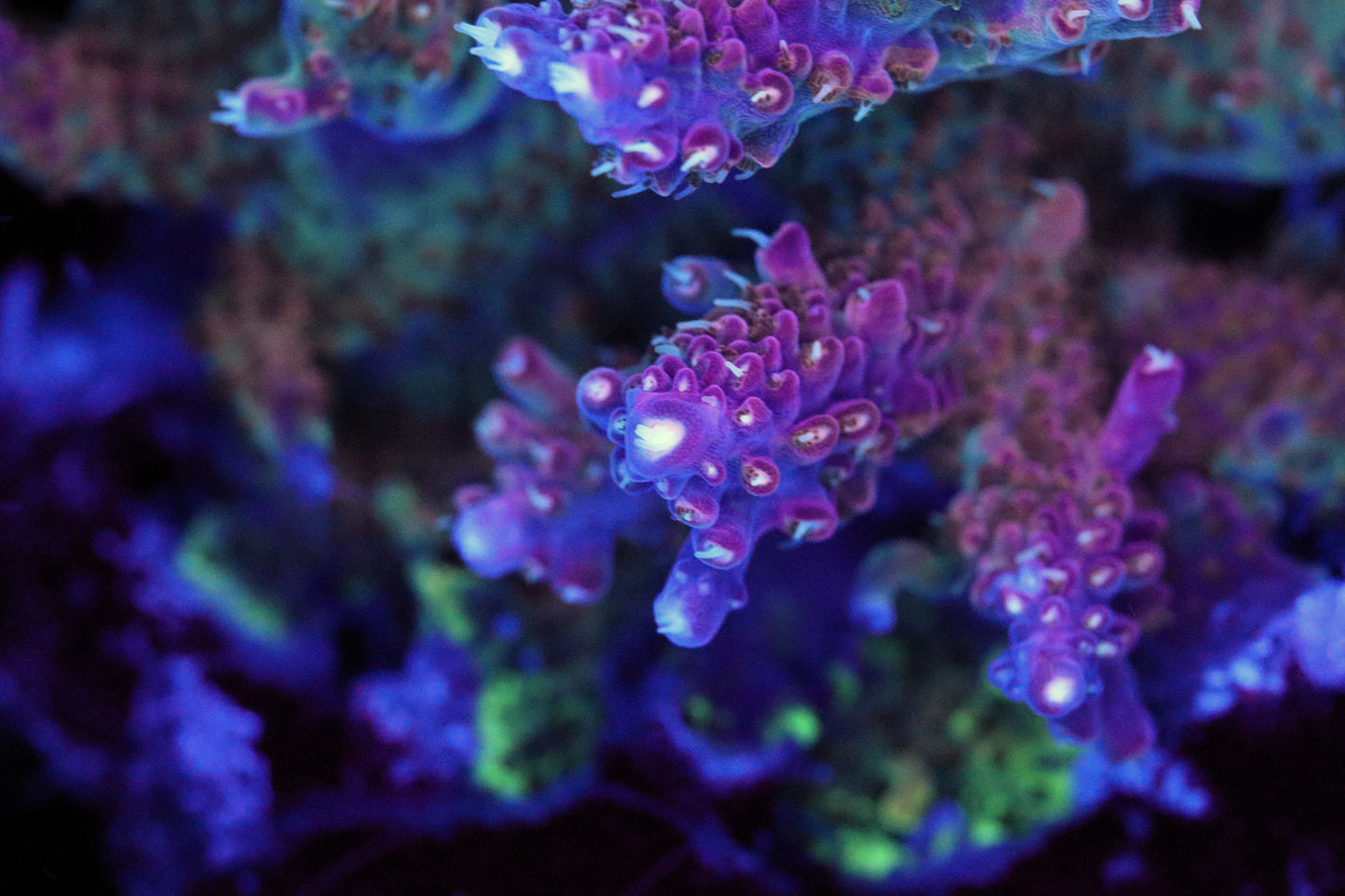 Bubble Bath Unicorn Acropora