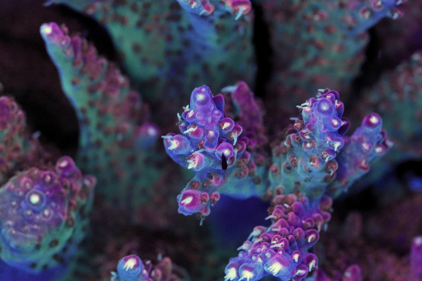 Bubble Bath Unicorn Acropora