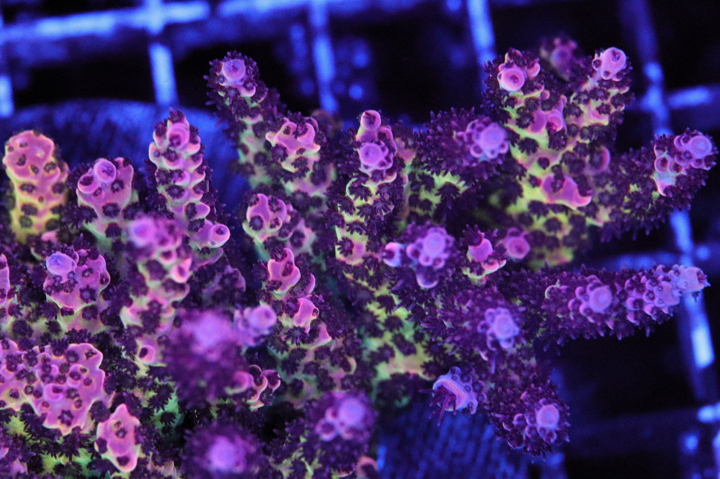 PC Rainbow Acropora