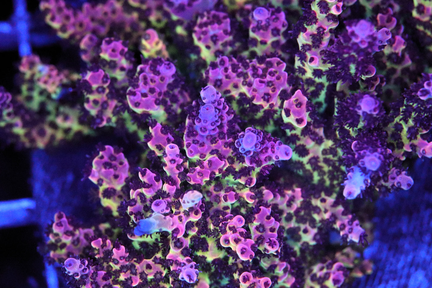 PC Rainbow Acropora