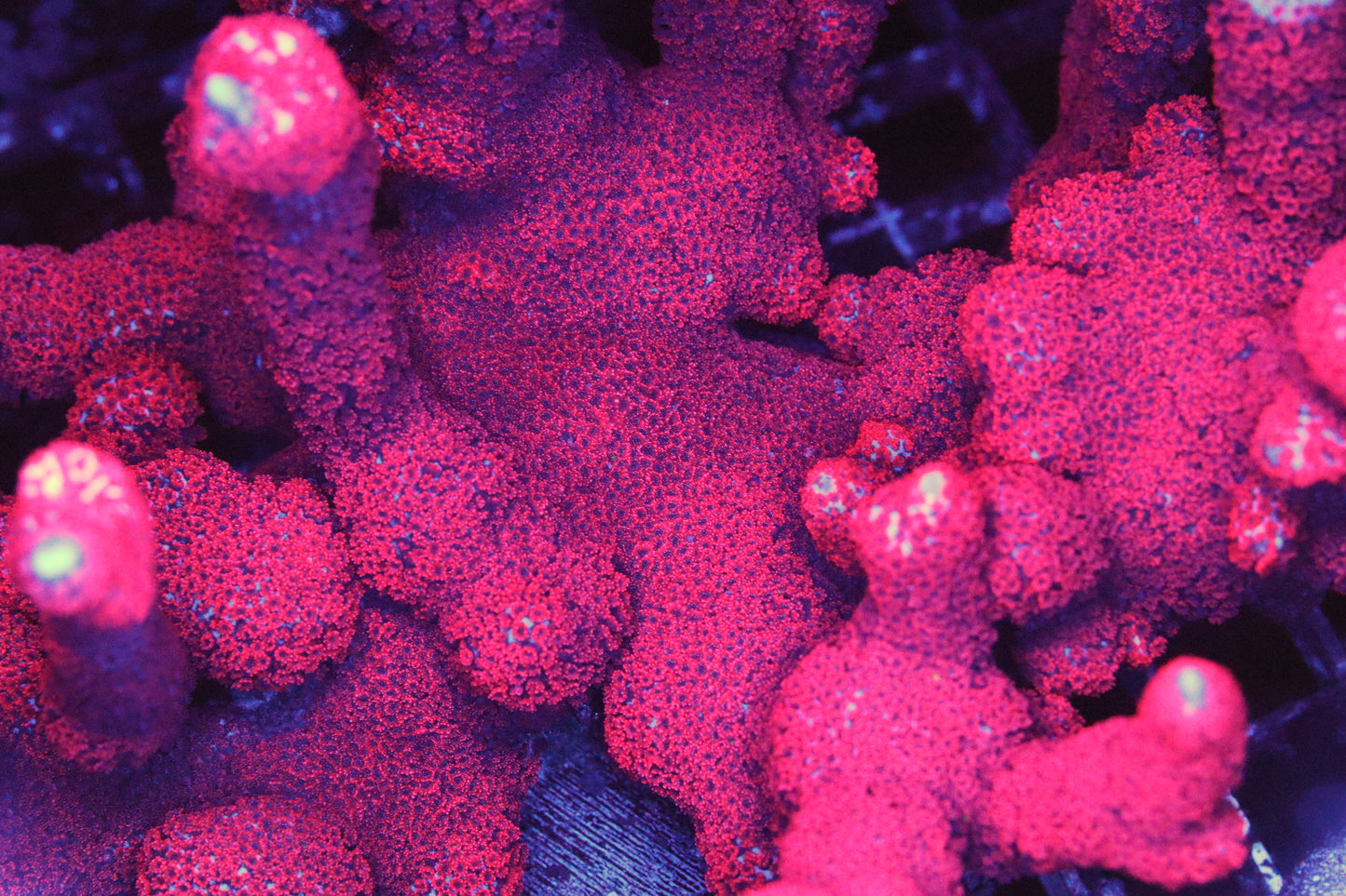 Red Montipora Digitata