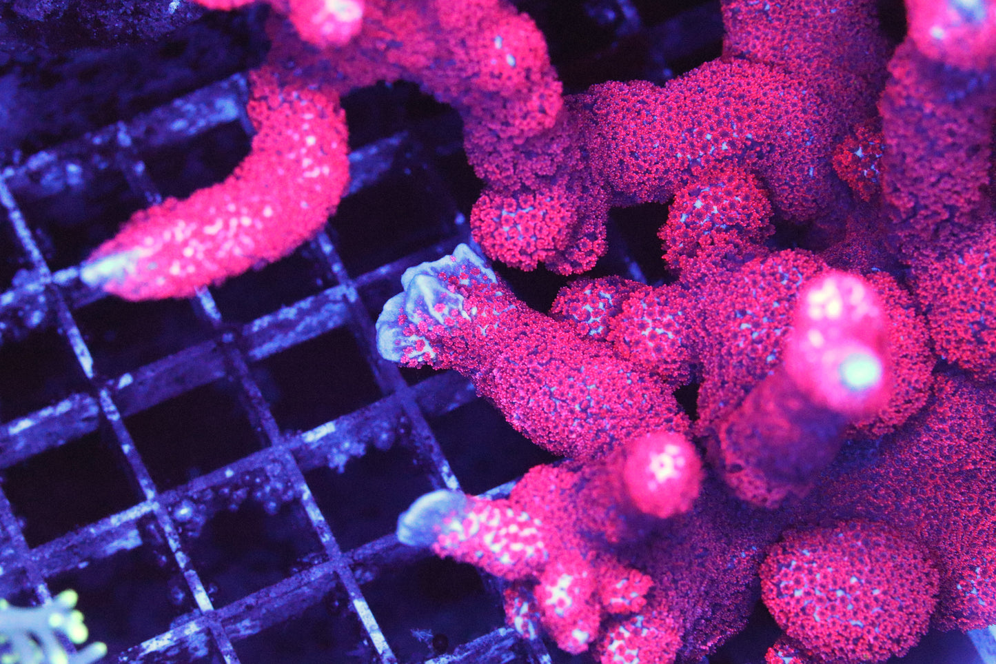 Red Montipora Digitata