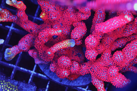 Bubble Gum Montipora Digitata