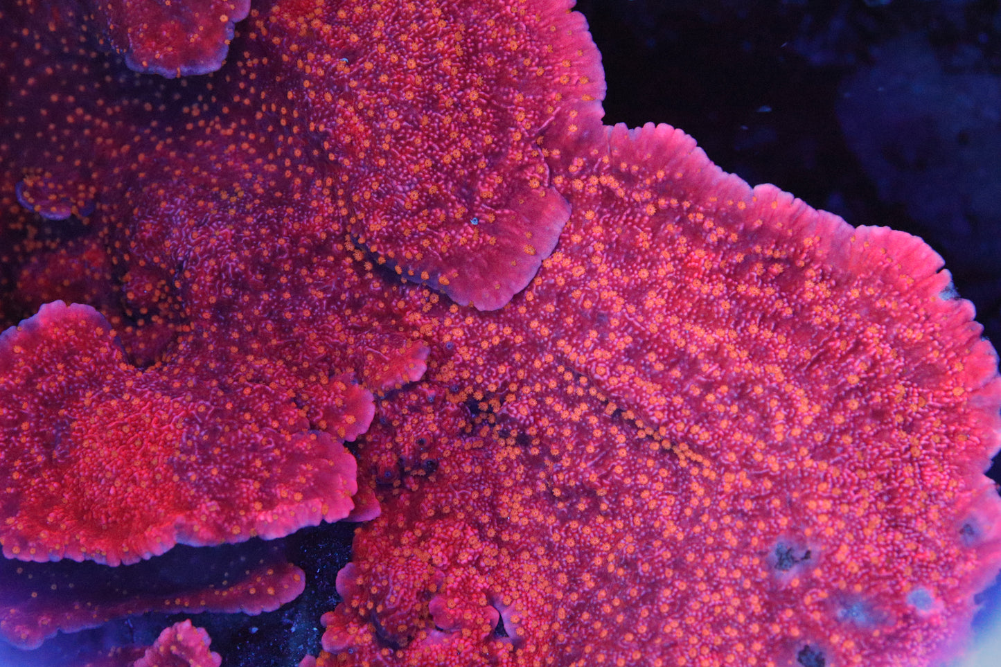 Starburst Montipora