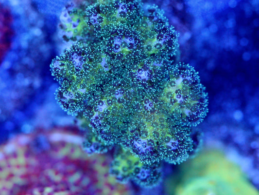 Purple & Green Pocillopora