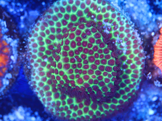 The Grinch Porites - WYSIWYG