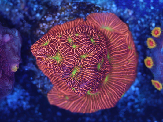 Jack O Lantern Leptoseris