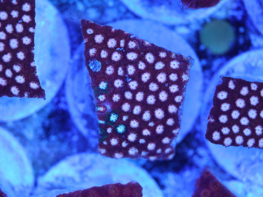 JF Fender Bender Cyphastrea - WYSIWYG