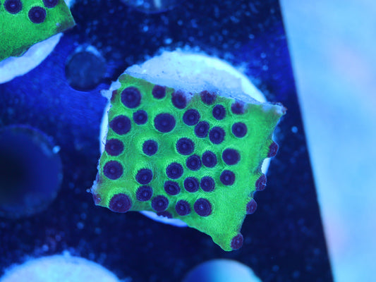 Joker Cyphastrea - WYSIWYG
