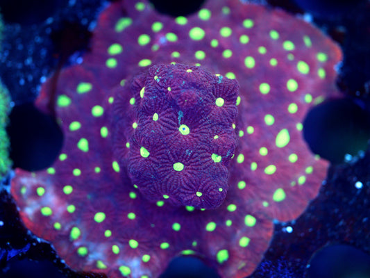 Red War Coral - Cut to order