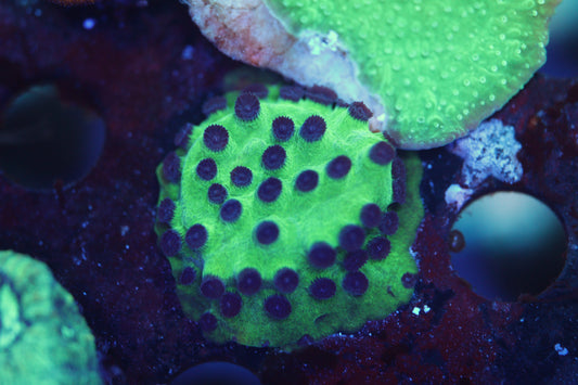 Purple People Eater Cyphastrea