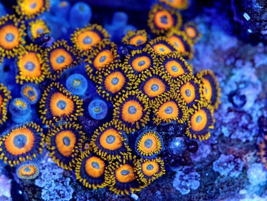 Scrambled Eggs Zoa