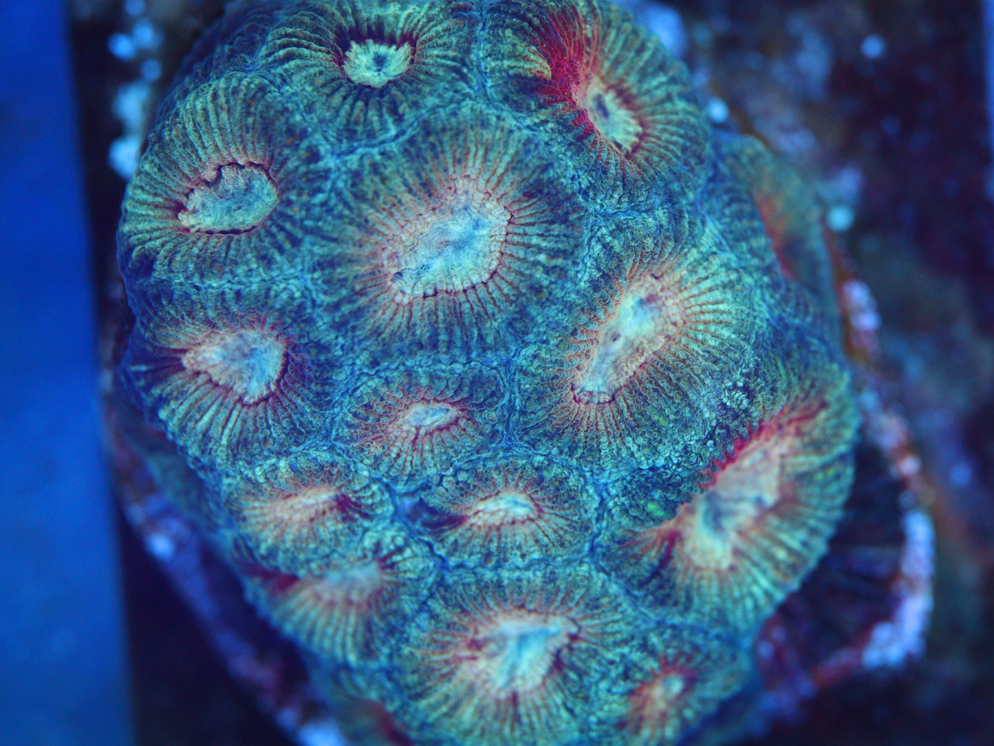 RMF Paradise Favia - Cut to order