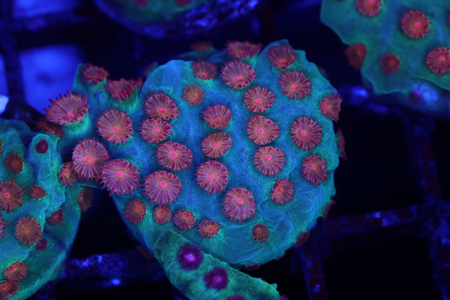 Meteor Shower Cyphastrea