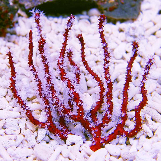 red finger gorg