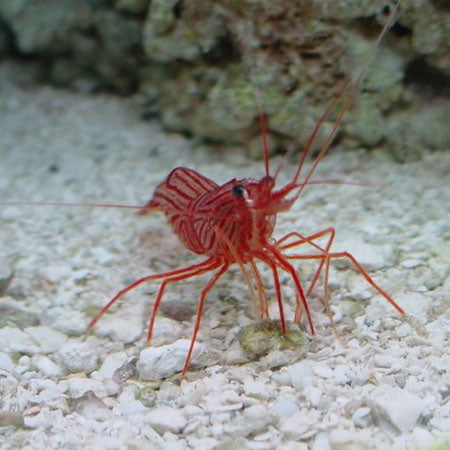 peppermint shrimp