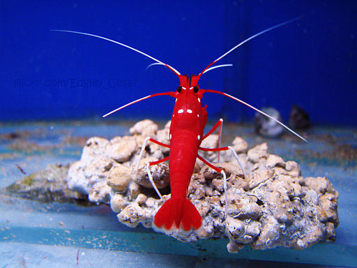 Inverts – BlueWater Reef