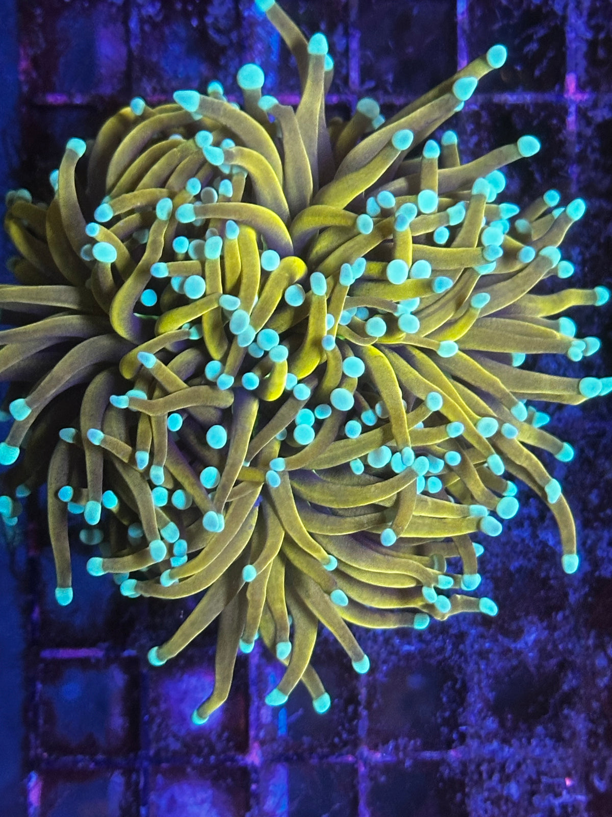 Malaysian King Jester Torch Coral