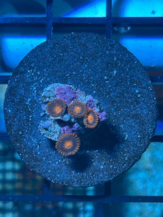 Gatorade Zoa