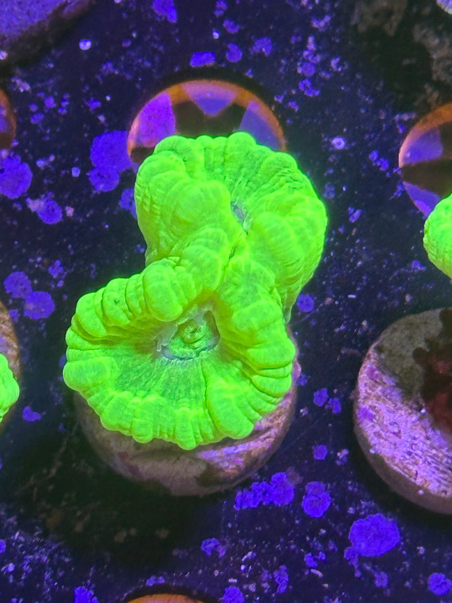 Kryptonite Candy Cane