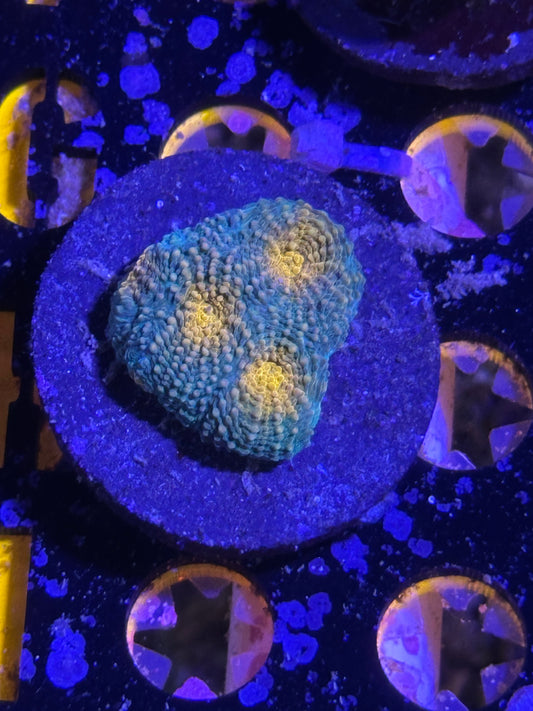 Dragon Core Favia