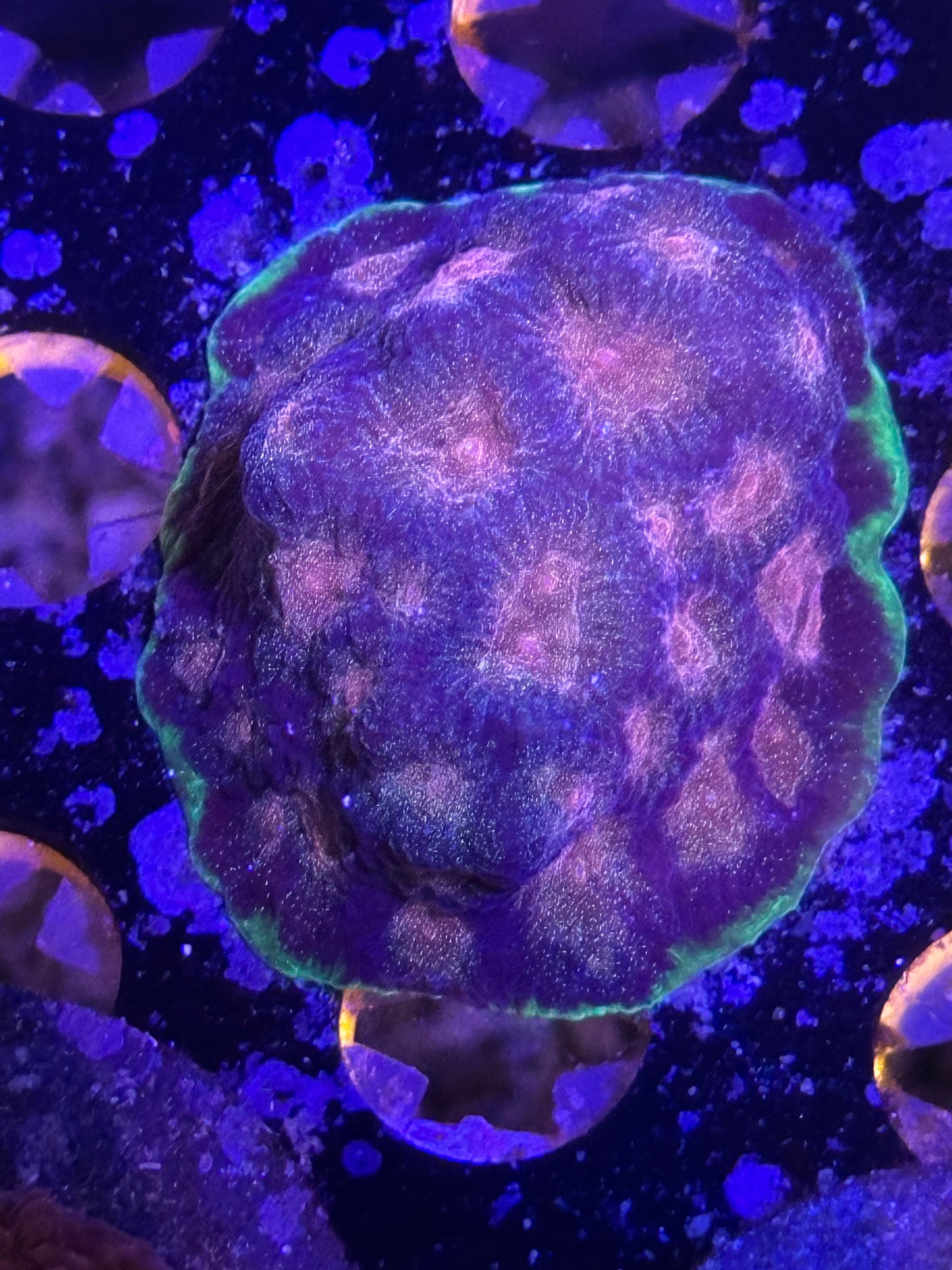 Coral