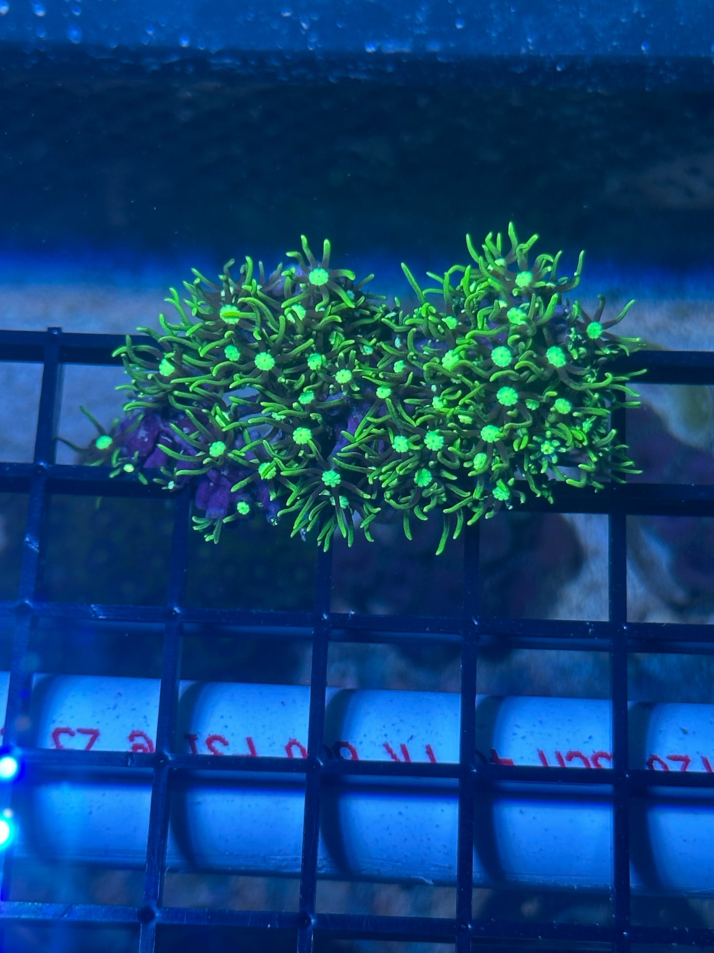 Coral