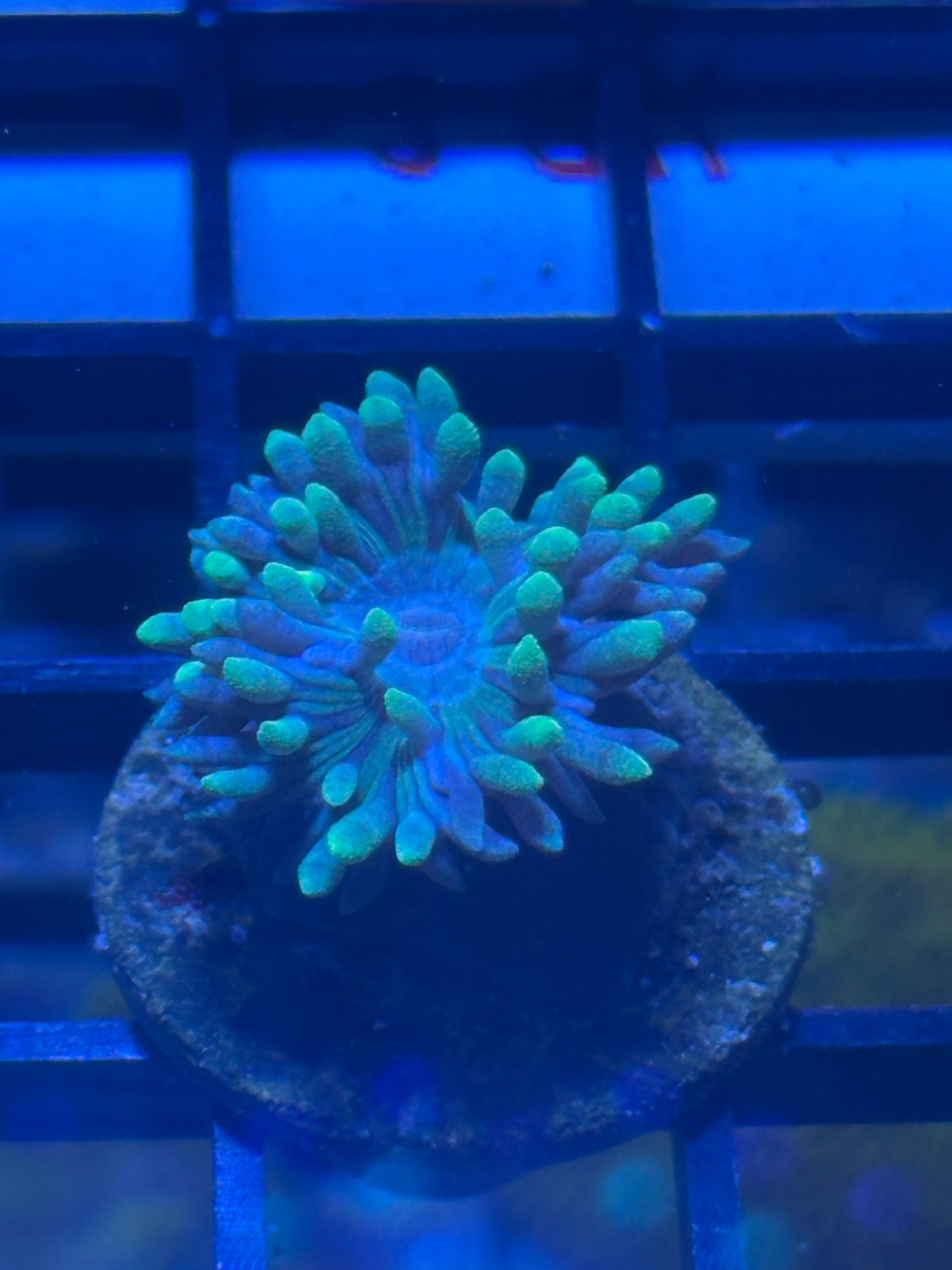 Blueberry Duncan