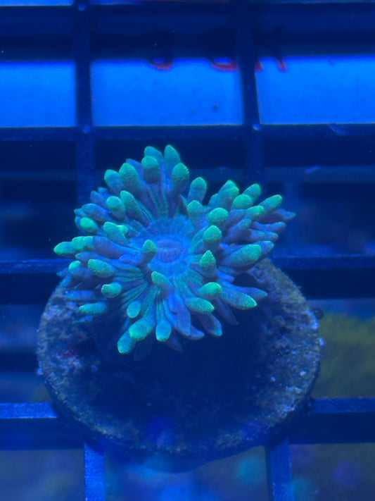 Blueberry Duncan