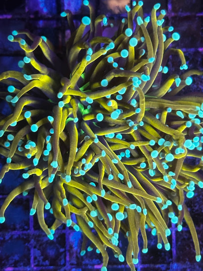 Malaysian King Jester Torch Coral
