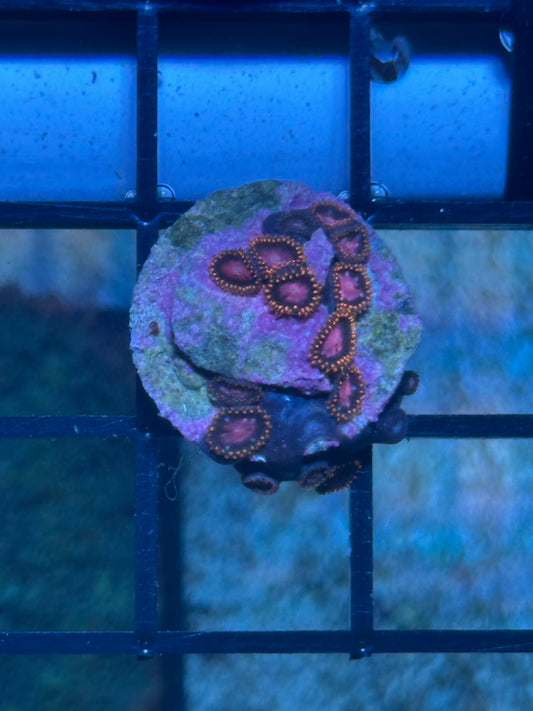 Sunburst Zoa
