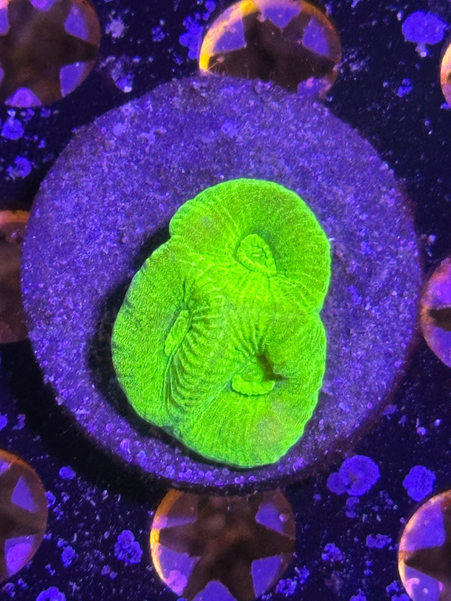 Coral