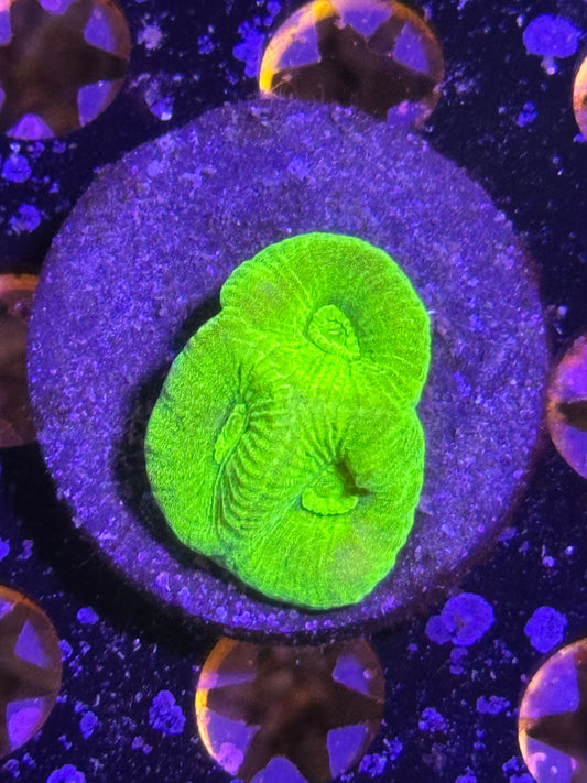 Key Lime Volt Favia
