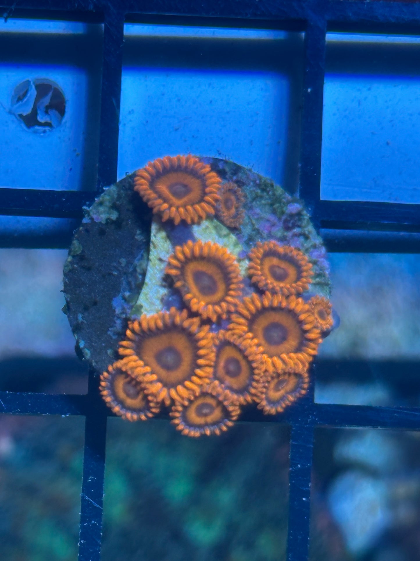 Coral